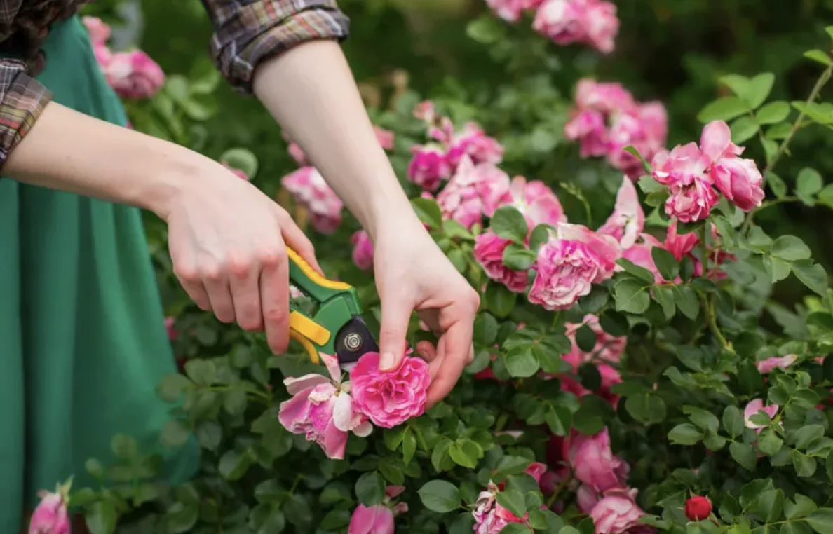 Обрізати троянди восени чи чекати весни: що радять садівники