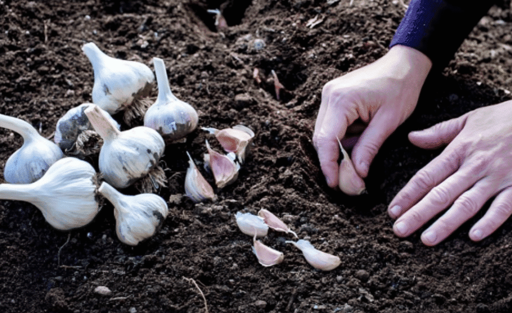 Коли садити часник на зиму: найкращі дати за місячним календарем 2025 року