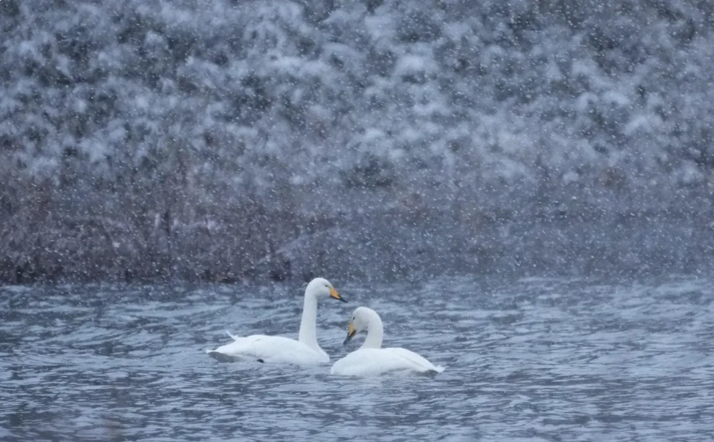 Що пророкують зірки: гороскоп на 5–11 січня 2026 року