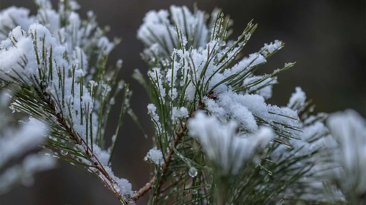 Що відзначають в Україні 13 січня 2026 року: церковні свята та народні традиції