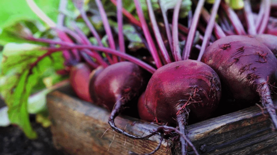 Коли збирати буряк: зараз чи почекати ще декілька тижнів?