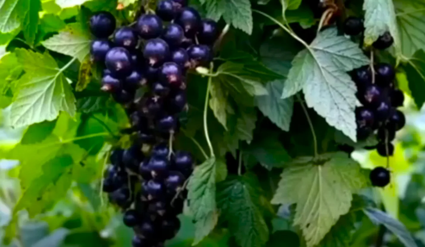 Секрети Гіганта! Осіннє підживлення смородини для багатого врожаю