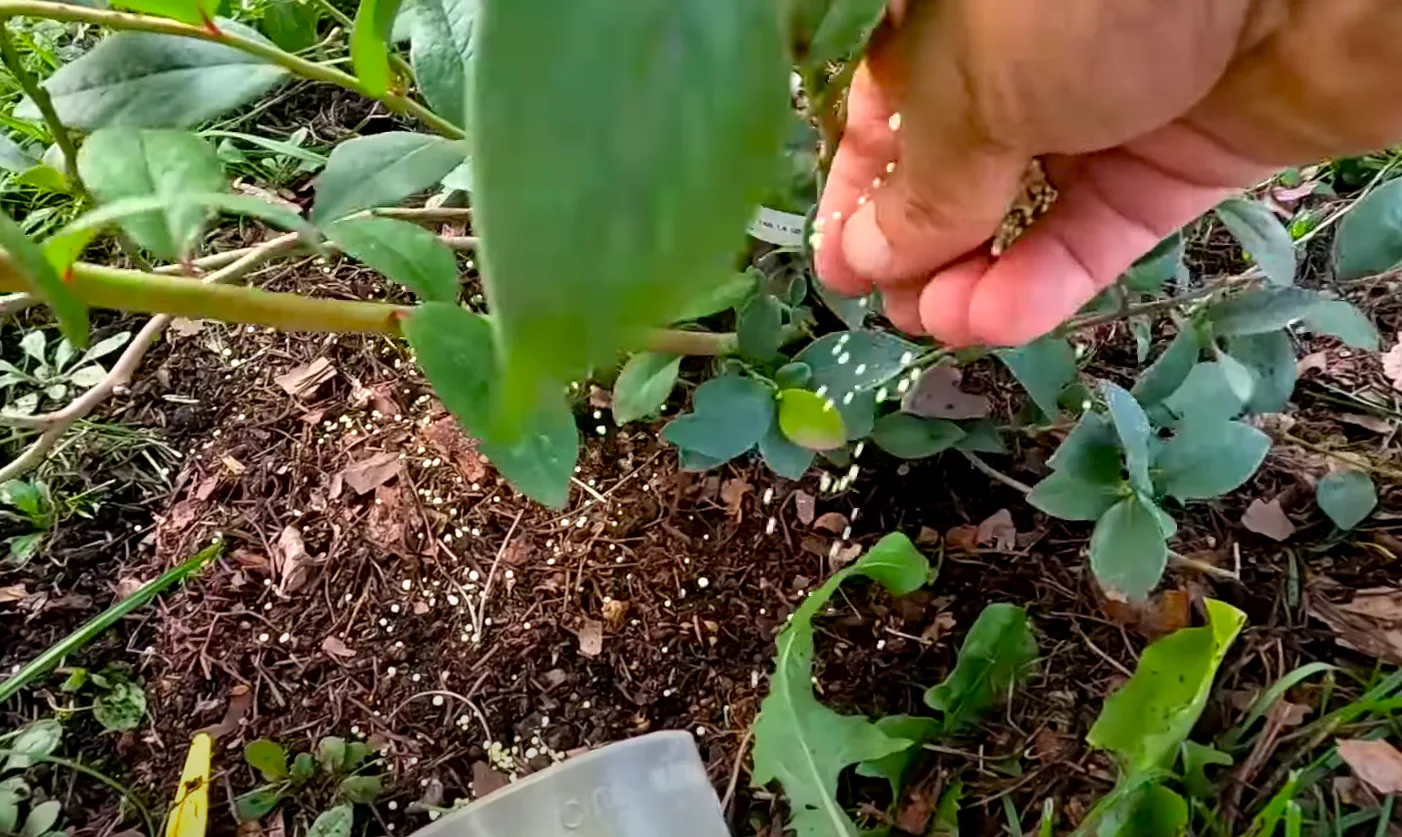 Осінній догляд за лохиною – 3 секретні кроки, перевірені роками!