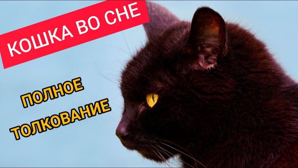 К Чему Снится Кал Женщине: подробный анализ значений и толкований