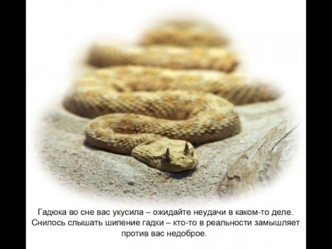 До Чого Сниться Змія Жінці: значення сновидінь про змій для жінок