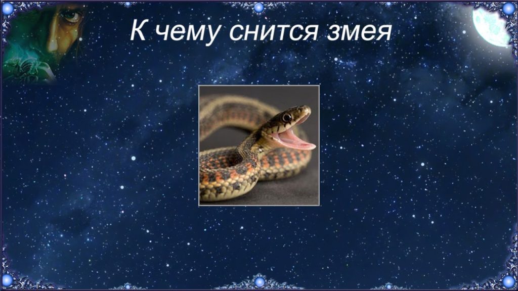 К Чему Снится Змея: толкование сна и символика образа в разных культурах
