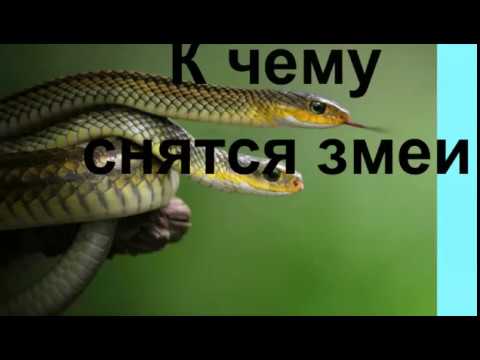 К Чему Снится Змея: толкование сна и символика образа в разных культурах