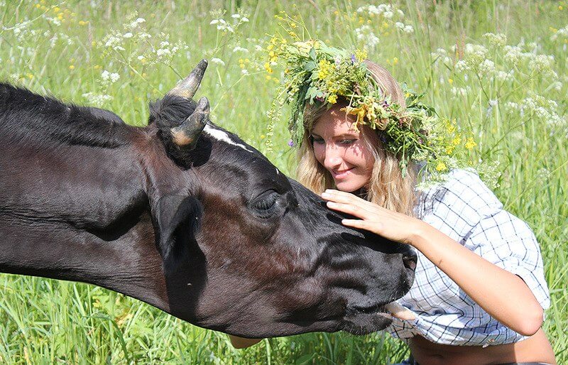До Чого Сниться Корова Жінці: Значення та Тлумачення Сновидінь