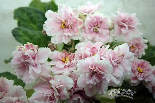 Колишня Дружина Розового: жизнь, карьера и личные факты