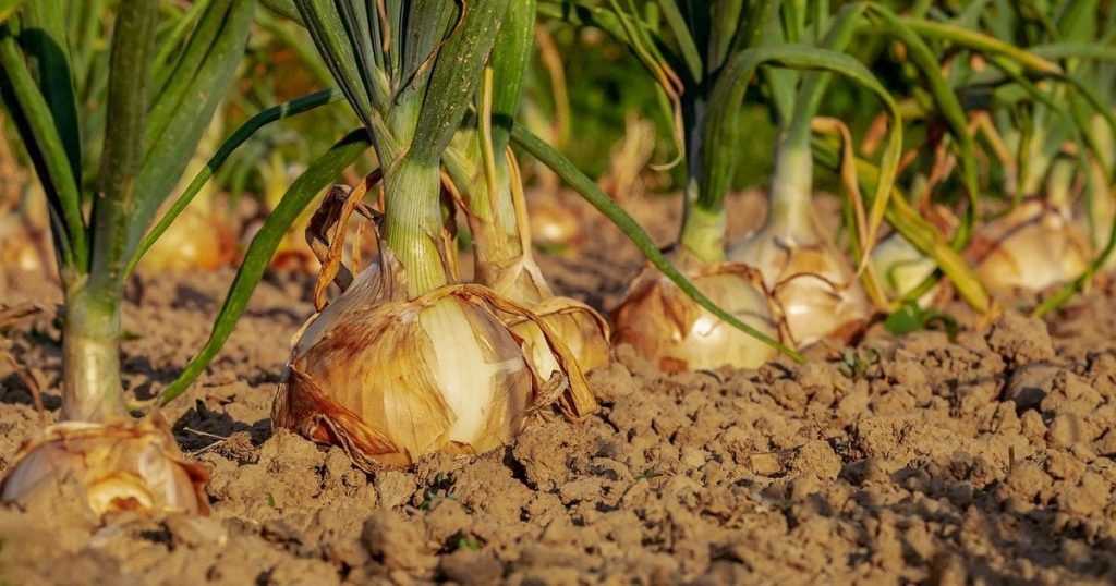 Цибуля буде великою, як кулак – що обов’язково потрібно зробити на грядці в липні