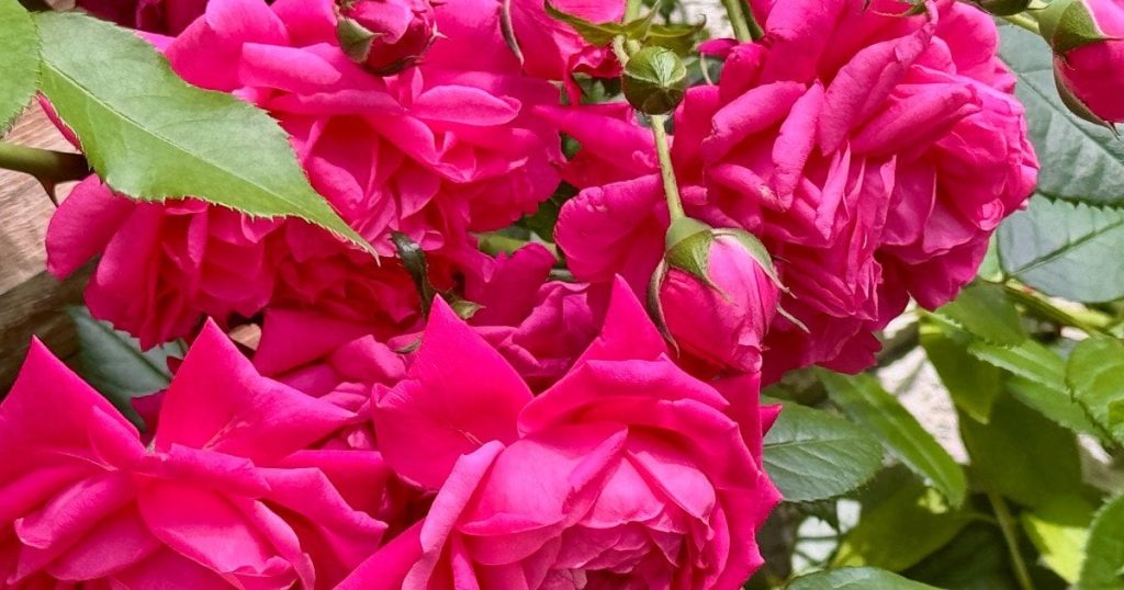 Що потрібно трояндам у липні: 5 ключових завдань для садівників