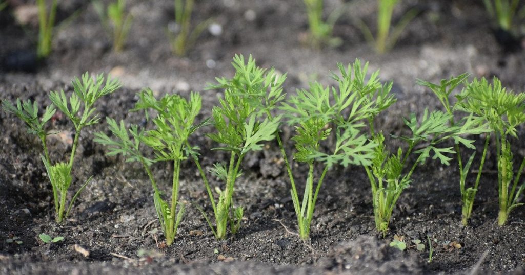 Що обов’язково потрібно зробити з морквою у липні – врожай буде щедрим, а коренеплоди – великими і солодкими